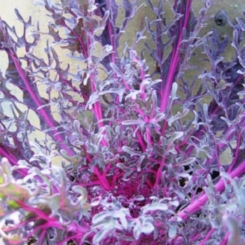 Brassica oleracea 'Kaleidoscope' 