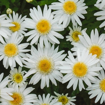 Leucanthemum x superbum 'Angel'