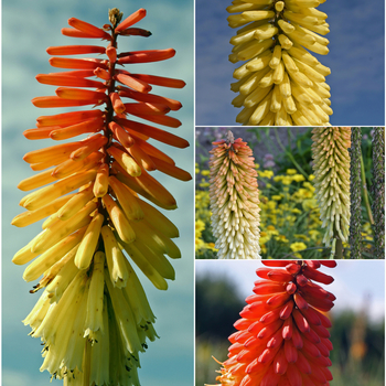 Kniphofia 'Multiple Varieties' 