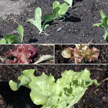 Lactuca sativa 'Multiple Varieties' 