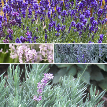 Lavandula 'Multiple Varieties'