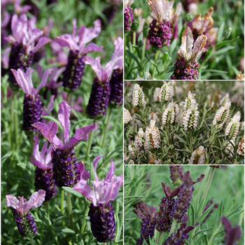 Lavandula stoechas 'Little Bee™ Series' 