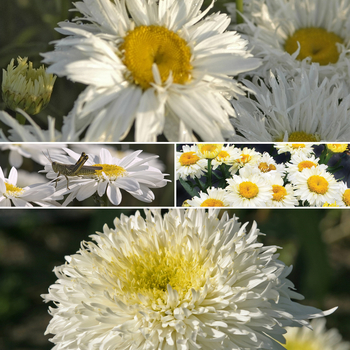 Leucanthemum AMAZING DAISIES® 'Banana Cream II' - Garden Crossings