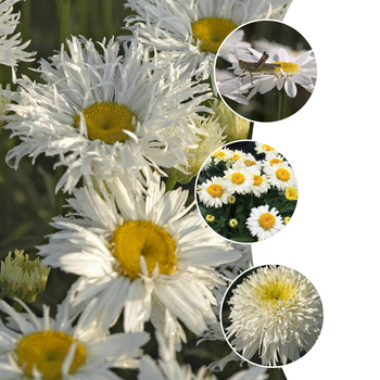 Leucanthemum x superbum 'Multiple Varieties'