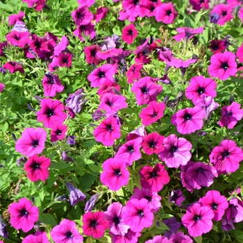 Petunia 'Surprise Kardinal' 