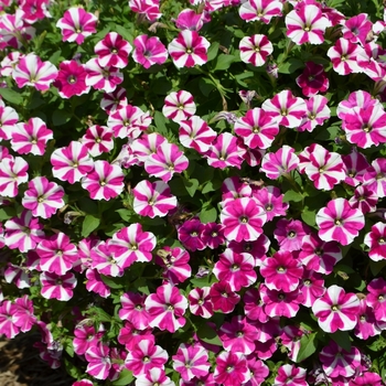 Petunia 'Peppy Purpler' 