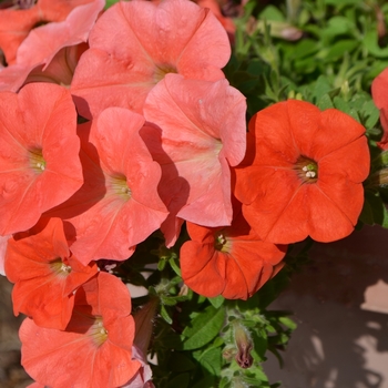 Petunia 'Potunia Papaya' 