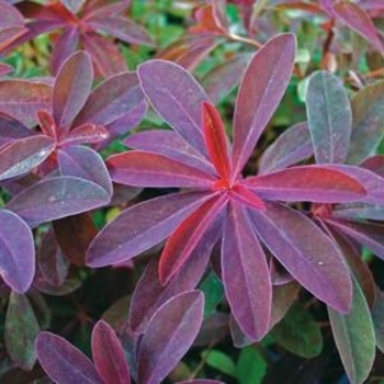 Euphorbia dulcis 'Chameleon' 