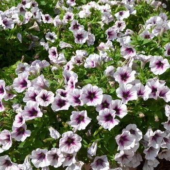 Petunia 'Potunia Plus Watercolor Purple' 