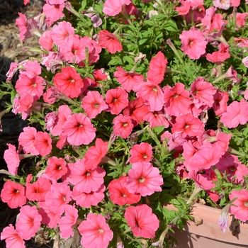 Petunia 'Surprise Strawberry Ice' 