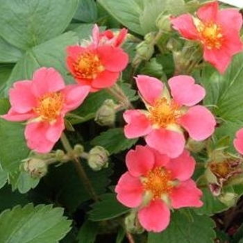 Fragaria x ananassa 'Samba' 