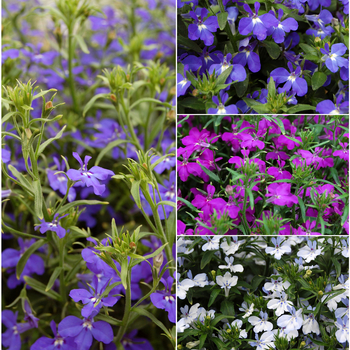 Lobelia erinus Techno® Series