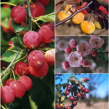 Malus 'Multiple Varieties' 