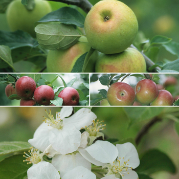 Malus domestica 'Multiple Varieties' 