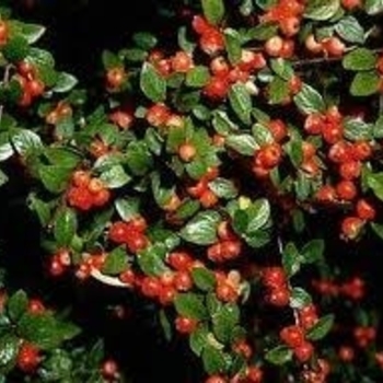 Cotoneaster franchetii