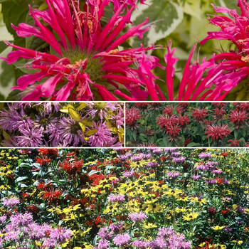 Monarda 'Multiple Varieties' 