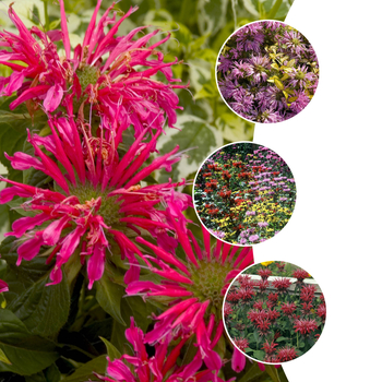 Monarda 'Multiple Varieties'