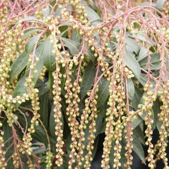 Pieris japonica 'Dodd's Pearl Falls' 