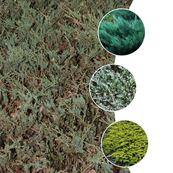Juniperus horizontalis 'Groundcover Juniper'