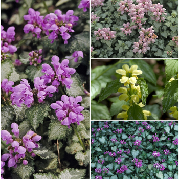 Lamium 'Multiple Varieties'