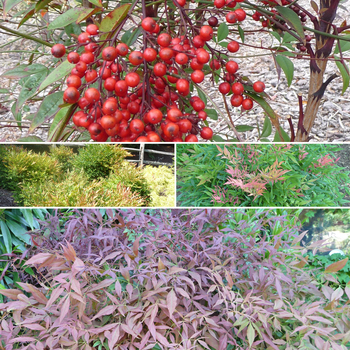 Nandina 'Multiple Varieties' 