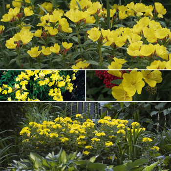 Oenothera 'Multiple Varieties' 