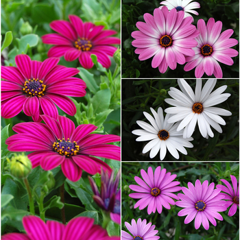 Osteospermum Tradewinds® 'Multiple Varieties'