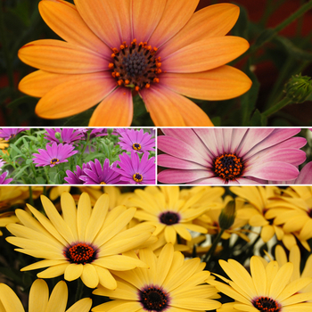 Osteospermum 'Side Show™ Series' 