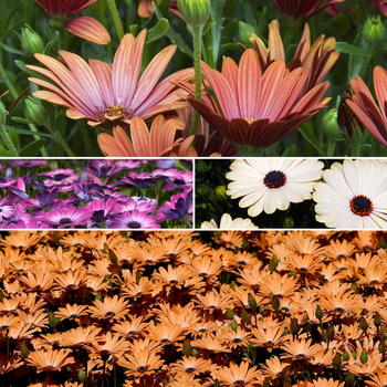 Osteospermum 'Multiple Varieties' 