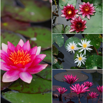 Nymphaea 'Multiple Varieties'