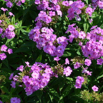 Phlox paniculata 'Barten' PP 11802