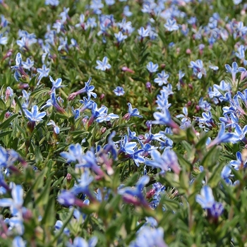 Lithodora diffusa 'Blue Star'