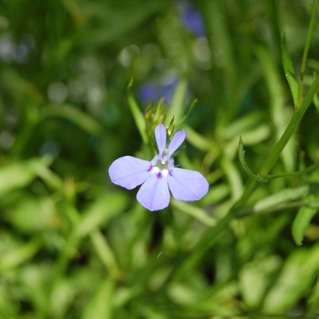 Lobelia 'Dark Blue' 