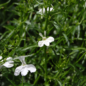 Lobelia 'White' 