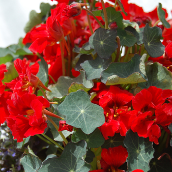 Nasturtium 'Red Wonder'