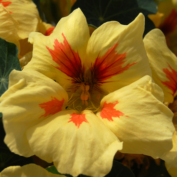 Tropaeolum majus 'Banana Split'