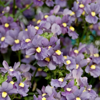 Nemesia 'Honey® Metallic Blue'