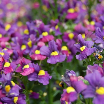 Nemesia 'Honey® Wine'