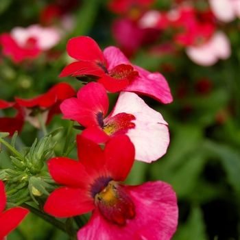 Nemesia 'Spicy® Bicolor White Bordeaux'