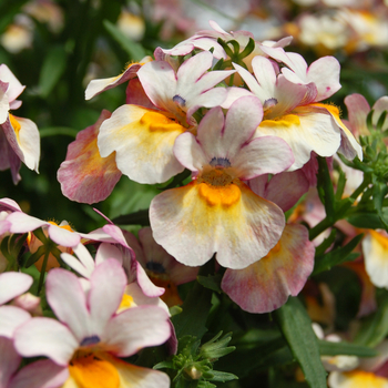 Nemesia 'Spicy® Light Yellow Red Shade' 