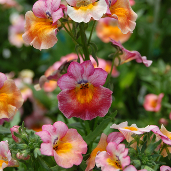 Nemesia 'Spicy® Orange Pink with Eye'