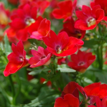 Nemesia 'Spicy® Real Red'