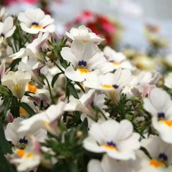 Nemesia 'Spicy® Snow White'