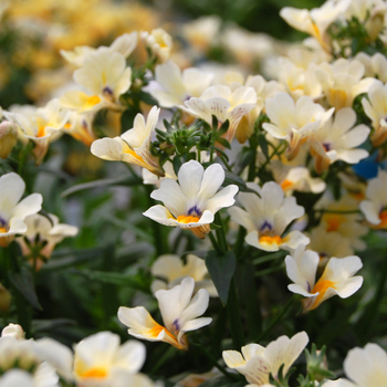 Nemesia 'Spicy® Vanilla' 