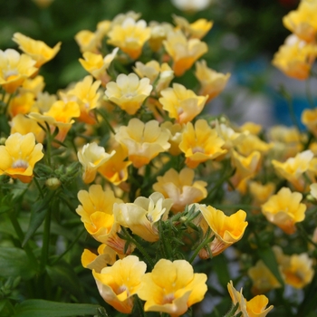 Nemesia 'Spicy® Yellow'