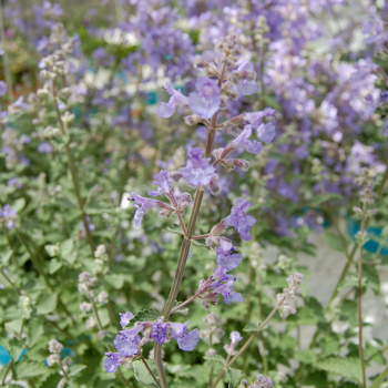 Nepeta x faassenii 'Kit Cat' 