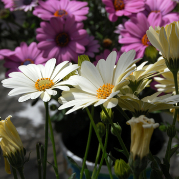 Osteospermum 'Cream' 