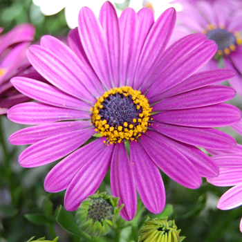 Osteospermum 'Dark Violet' 