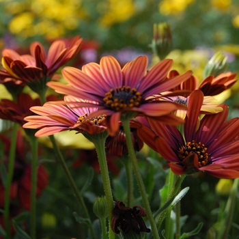 Osteospermum 'Light Copper' 