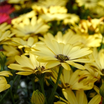 Osteospermum Astra™ 'Yellow'